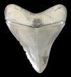 Beautiful, Fossil Megalodon Tooth - Florida #47798-1